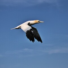 Gannet in flight at Bempton Cliffs