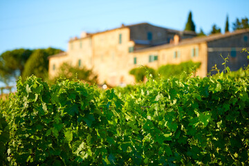 Fototapeta na wymiar Summer Holidays in Tuscany. Detail of a vineyard. Green leaves of grapevine plants against a blurred stone house in background. Montalcino, Italy.