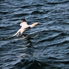 Gannet in flight at Bempton Cliffs