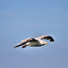 seagull in flight