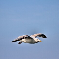 seagull in flight