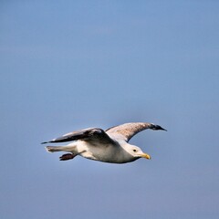 seagull in flight
