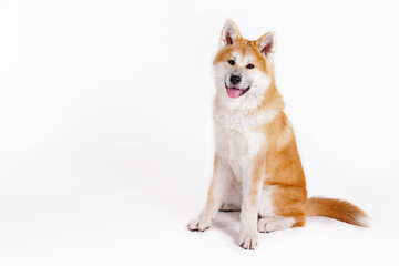 Portrait of young beautiful funny akita inu sitting over white isolated background. Big japanese breed dog with pointy ears. Close up, copy space.