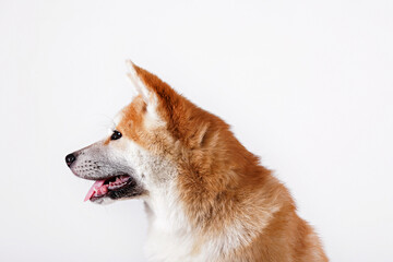 Portrait of young beautiful funny akita inu sitting over white isolated background. Big japanese breed dog with pointy ears. Close up, copy space.