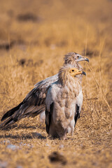 Egyptian vulture or Neophron percnopterus at jorbeer conservation reserve bikaner rajasthan india