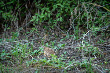 Barred buttonquail or common bustard-quail at keoladeo national park or bharatpur bird sanctuary rajasthan india - Turnix suscitator