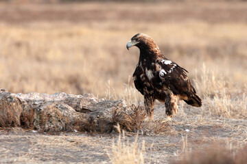 Spanish Imperial Eagle five years old female with the first lights of the morning
