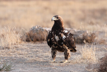 Spanish Imperial Eagle five years old female with the first lights of the morning