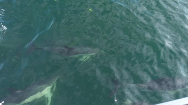 Playful dolphins in Lyme Bay UK playing around the bow wave of a sailing boat with audio. Shot at 50fps so you can also create smooth slow motion too.