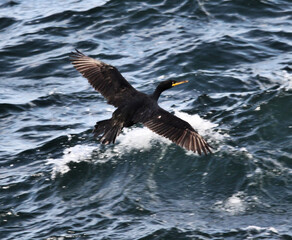 A view of a Cormorant