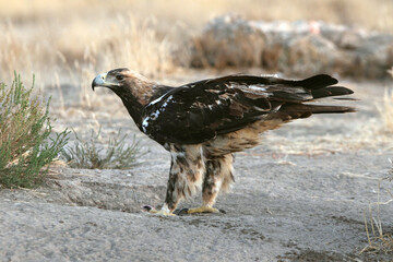 Fototapeta premium Spanish Imperial Eagle five years old female with the first lights of the morning