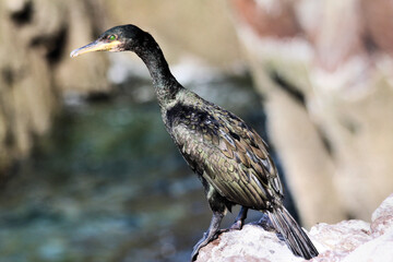 A view of a Cormorant
