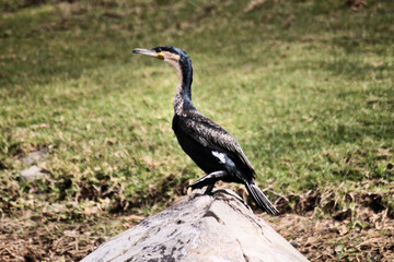 A view of a Cormorant