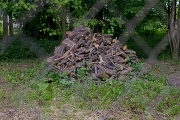 Woods in the forest line