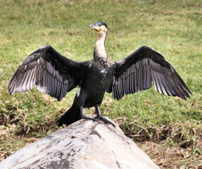 A view of a Cormorant spreading its wings