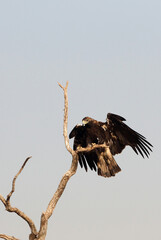 Spanish Imperial Eagle adult male flying with the first light of day