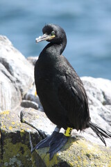 A view of a Cormorant