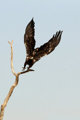 Spanish Imperial Eagle adult male flying with the first light of day