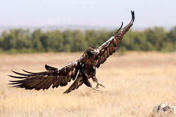 Spanish Imperial Eagle adult male flying with the first light of day