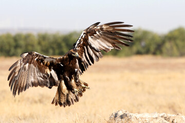 Spanish Imperial Eagle adult male flying with the first light of day