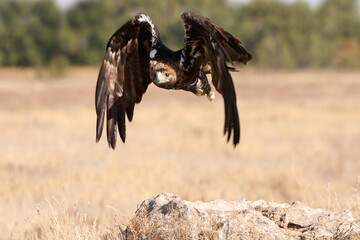 Spanish Imperial Eagle adult male flying with the first light of day