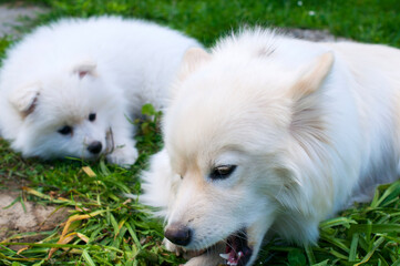 Young Pomski Dog Breed Groomed and Healthy Pomski, an exquisite puppy with a good temperament outdoors on a sunny day