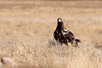 Spanish Imperial Eagle five years old female with the first light of day