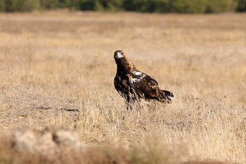 Spanish Imperial Eagle five years old female