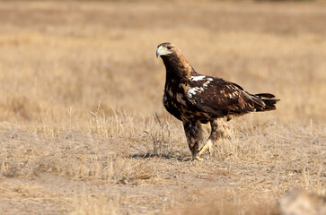 Spanish Imperial Eagle adult male with the first light of day