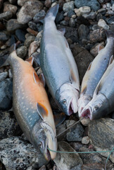 Just catched salmon fish on the shore