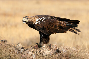 Spanish Imperial Eagle adult male with the first light of day