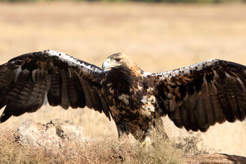 Spanish Imperial Eagle five years old female with the first light of day