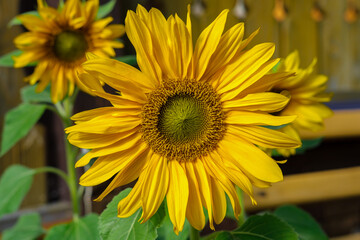 Decorative yellow sunflower close-up.