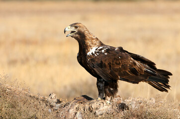 Spanish Imperial Eagle adult male with the first light of day