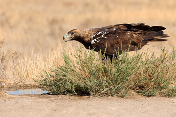 Spanish Imperial Eagle adult male with the first light of day