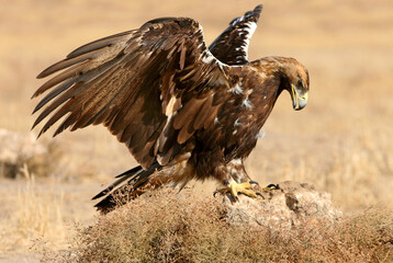 Spanish Imperial Eagle adult male with the first light of day
