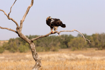Spanish Imperial Eagle five years old female with the first lights of the morning
