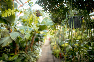 Various exotic plants in a botanical garden, closed greenhouse.