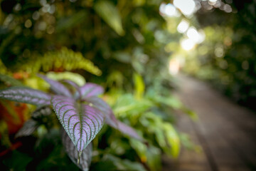 Various exotic plants in a botanical garden, closed greenhouse.
