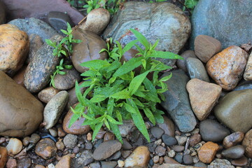 A green sprout grows among the stones.