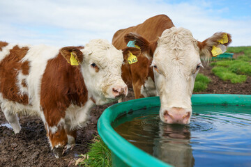 Portrait of two cows drinking water and looking at the camera outside on a farm during the day