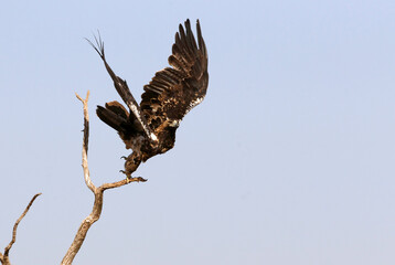Spanish Imperial Eagle adult male flying with the first light of day