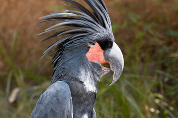 Palm cockatoo (Probosciger aterrimus) face