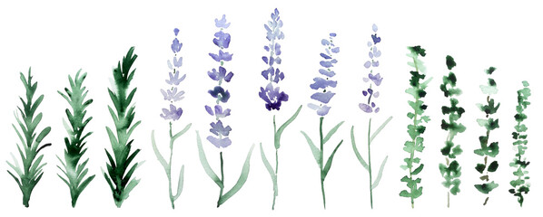 Fototapeta na wymiar Watercolor lavender, rosemary and thyme plants. Herbes de Provence botanical illustration. 
