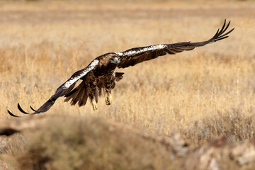 Spanish Imperial Eagle adult male flying with the first light of day