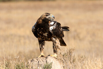 Spanish Imperial Eagle five years old female