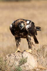 Spanish Imperial Eagle five years old female