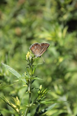 A butterfly sits on a green branch of sagebrush in the park.