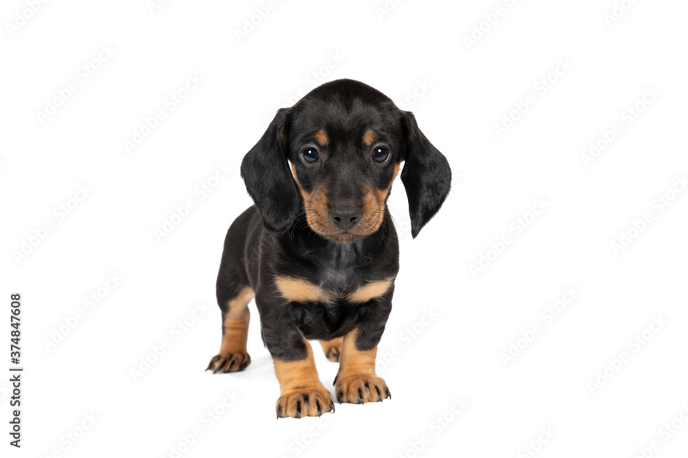 Wall mural portrait of a black and tan dachshund pup standing isolated on a white background