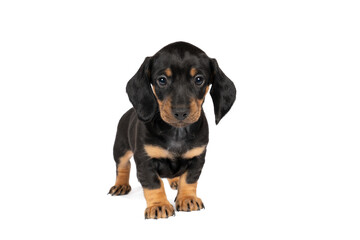 Portrait of a black and tan dachshund pup standing isolated on a white background